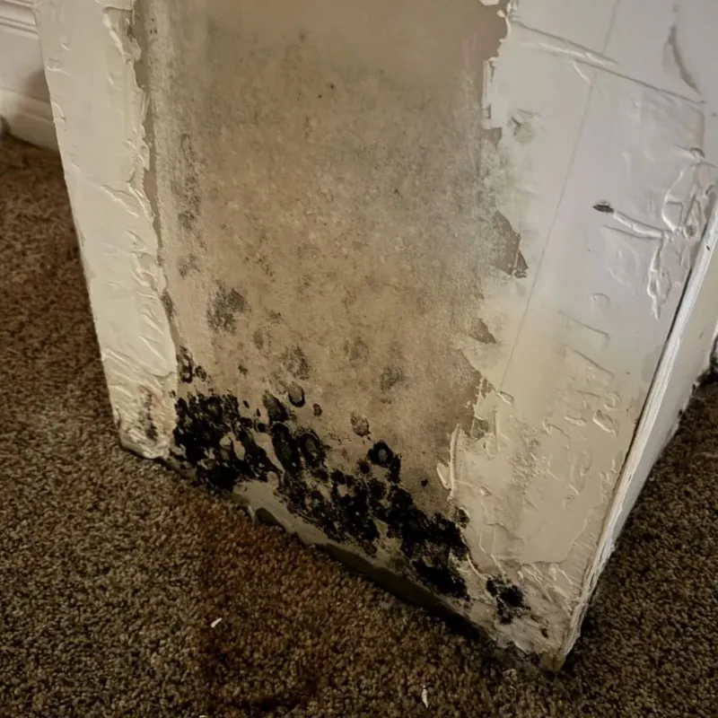 Professional Mold Removal in Merkel, TX